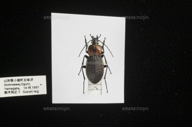 セアカオサムシの仲間 標本[32127000051]の写真・イラスト素材｜アマナ