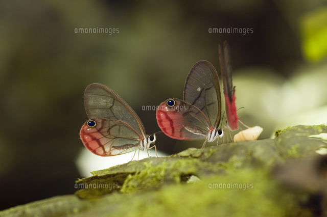 外国産蝶標本‼️透け透け ベニモンスカシジャノメ他 ベニモンスカシ