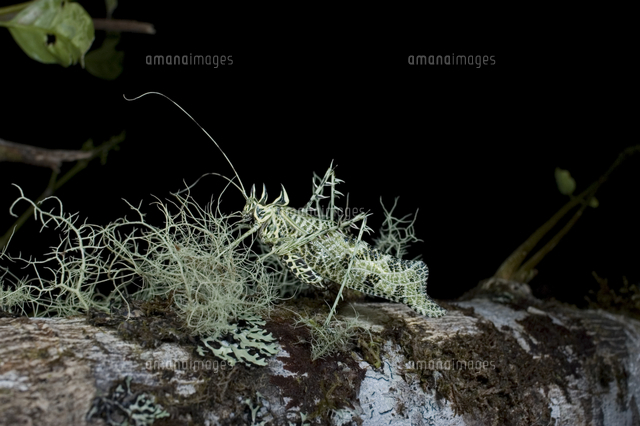 サルオガセギス[32127000099]の写真・イラスト素材｜アマナイメージズ