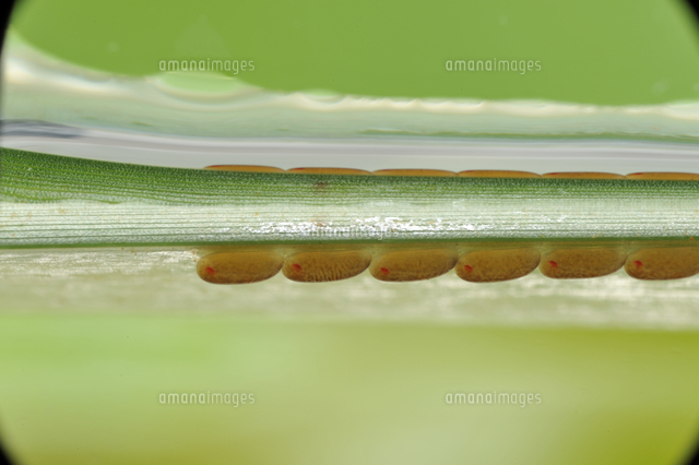 アメンボ 水に浮いたガマの葉裏に産みつけられた卵 の写真素材 イラスト素材 アマナイメージズ