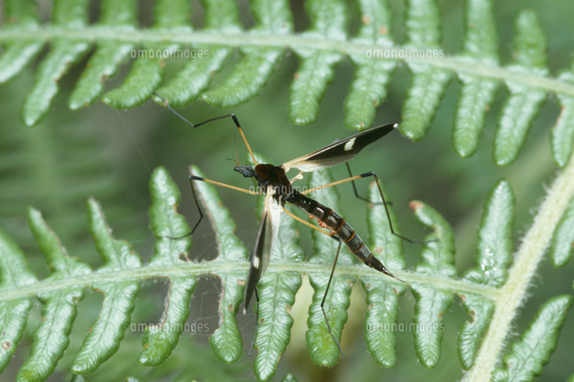 ガガンボ[32127000465]の写真・イラスト素材｜アマナイメージズ