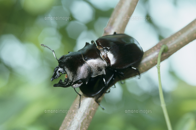 カメラツヤクワガタ[32127000495]の写真・イラスト素材｜アマナイメージズ
