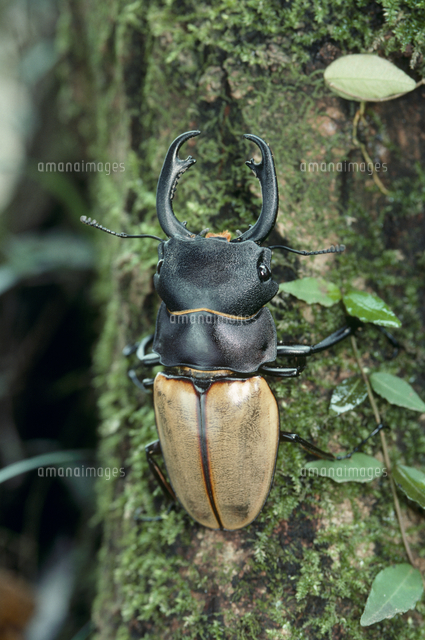 カステルナウツヤクワガタ[32127000506]の写真・イラスト素材｜アマナ