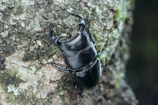 グランディスオオクワガタ 標本 ドイツ標本箱(小) 平面標本 5点セット03 | オオクワ京都昆虫館