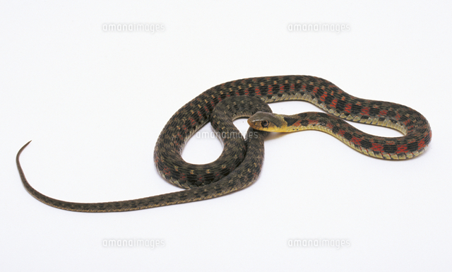 ヤマカガシ の写真素材 イラスト素材 アマナイメージズ