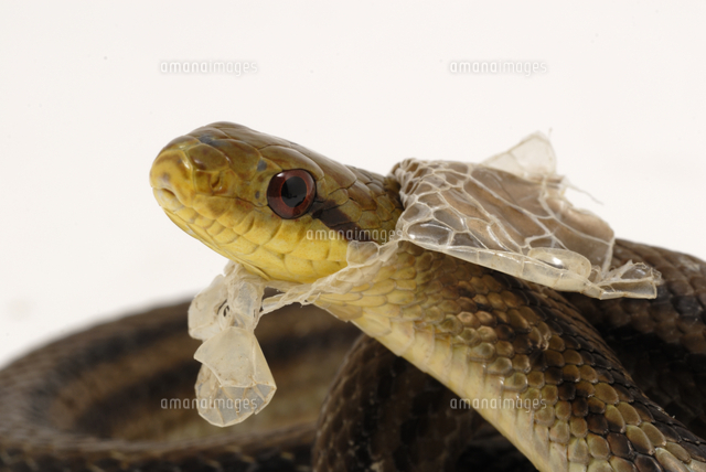 シマヘビの脱皮 顔かめくれる の写真素材 イラスト素材 アマナイメージズ