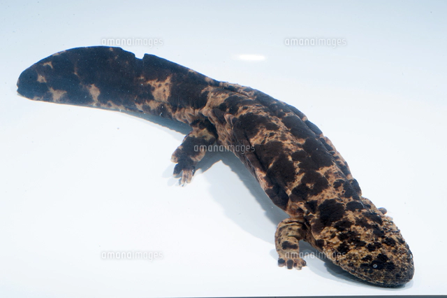 日本産オオサンショウウオ（DNA鑑定済）[32128000461]の写真・イラスト