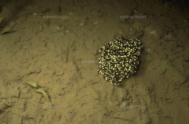 産み出されたばかりのトノサマガエルの卵 の写真素材 イラスト素材 アマナイメージズ