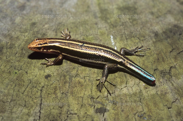 ニホントカゲ 尻尾の再生 4-3 20日目[32128000617]の写真・イラスト