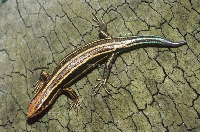 ニホントカゲ 尻尾の再生 4-1[32128000615]の写真・イラスト素材