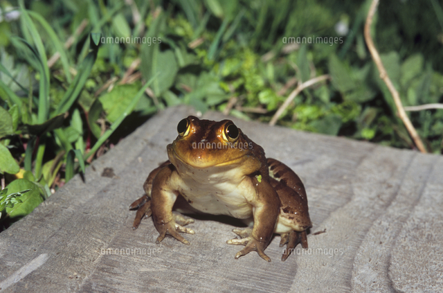 トノサマガエル 正面 の写真素材 イラスト素材 アマナイメージズ