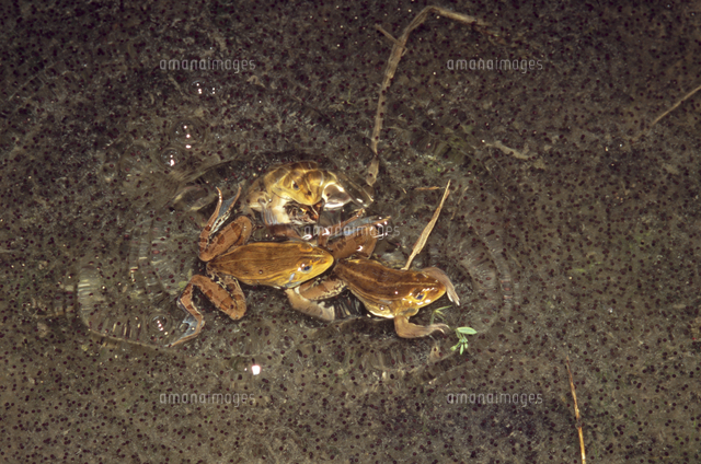 トノサマガエルの蛙合戦[32128000673]の写真・イラスト素材｜アマナ