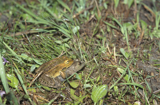 ウシガエルに抱きつくトノサマガエル の写真素材 イラスト素材 アマナイメージズ ウシガエルに抱きつくトノサマガエル の写真素材 イラスト素材 アマナイメージズ