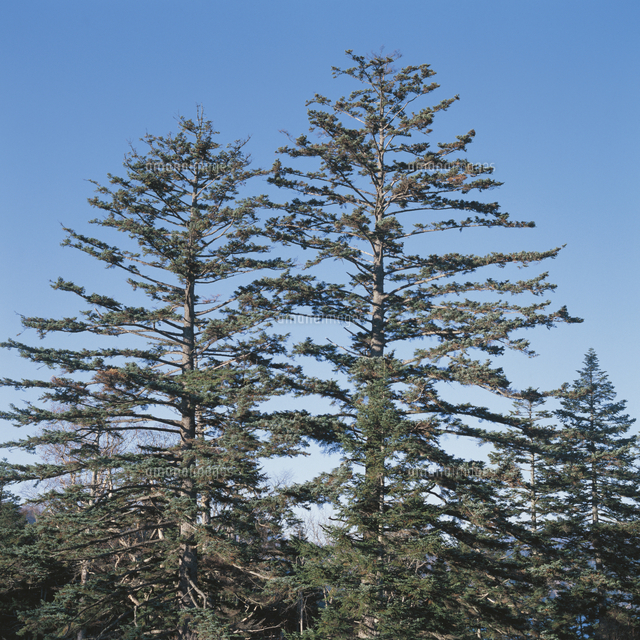 トウヒの木 の写真素材 イラスト素材 アマナイメージズ
