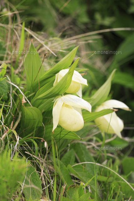 アツモリソウレブン(No3) アツモリソウ(礼文)