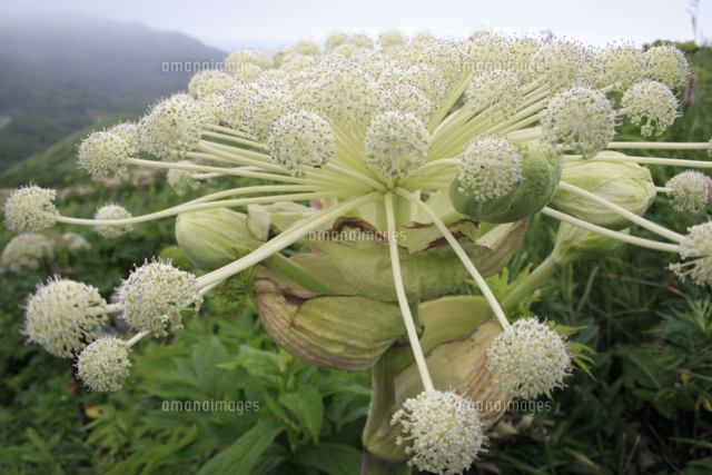 エゾニュウ の写真素材 イラスト素材 アマナイメージズ