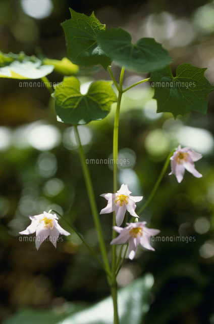 トガクシショウマの花 春 の写真素材 イラスト素材 アマナイメージズ