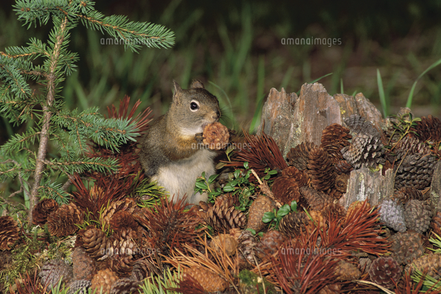 マツの実を食べるアメリカアカリス の写真素材 イラスト素材 アマナイメージズ マツの実を食べるアメリカアカリス の写真素材 イラスト素材 アマナイメージズ