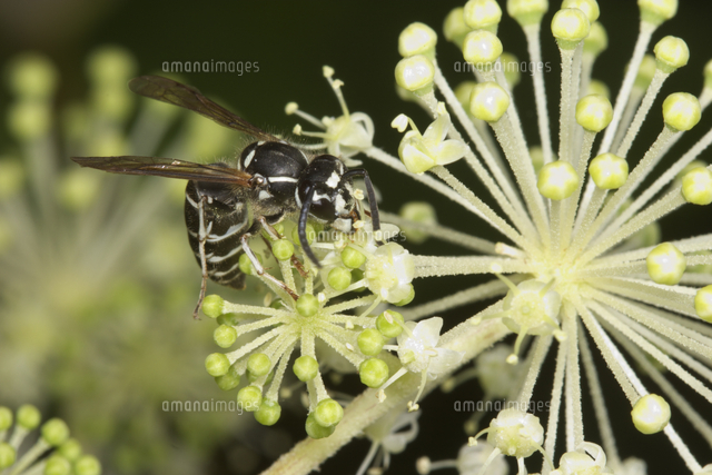 シダクロスズメバチ ウドの花で吸蜜 の写真素材 イラスト素材 アマナイメージズ