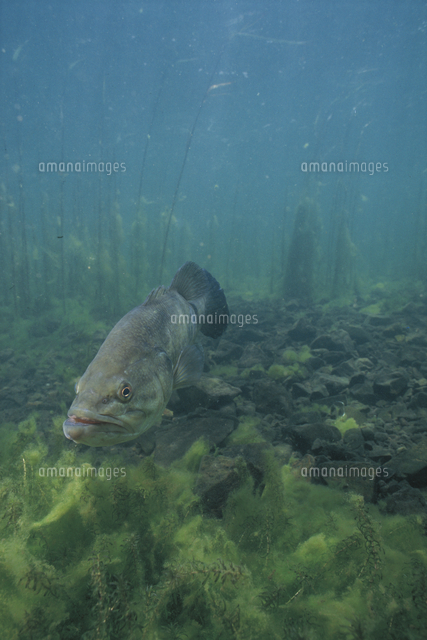 湖底を泳ぐオオクチバス ブラックバス の写真素材 イラスト素材 アマナイメージズ