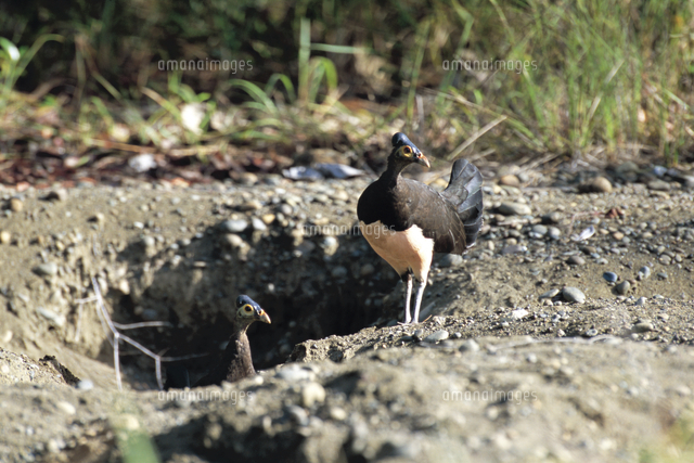 ベアークスクスの親子（メスと子）[32136000060]の写真素材・イラスト素材｜アマナイメージズ