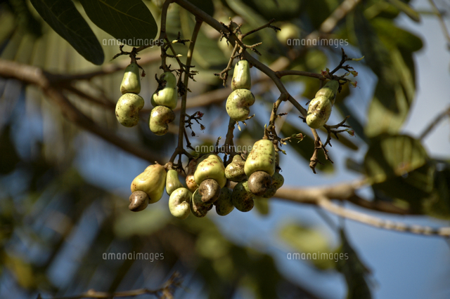 カシューナッツの実 の写真素材 イラスト素材 アマナイメージズ