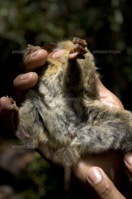 スラウェシメガネザル メスの性器[32136000070]の写真素材・イラスト 