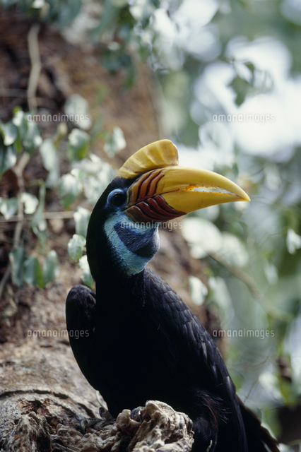アカコブサイチョウのメス の写真素材 イラスト素材 アマナイメージズ