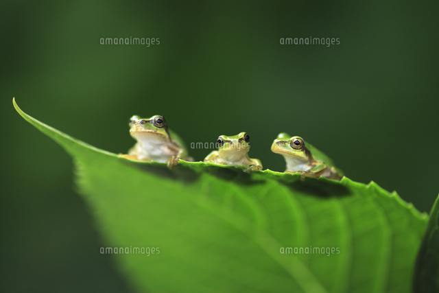 ホエアマガエル3匹