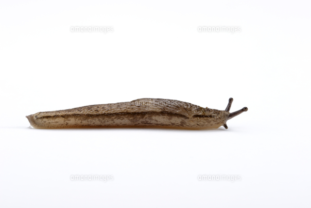 ナメクジ の写真素材 イラスト素材 アマナイメージズ