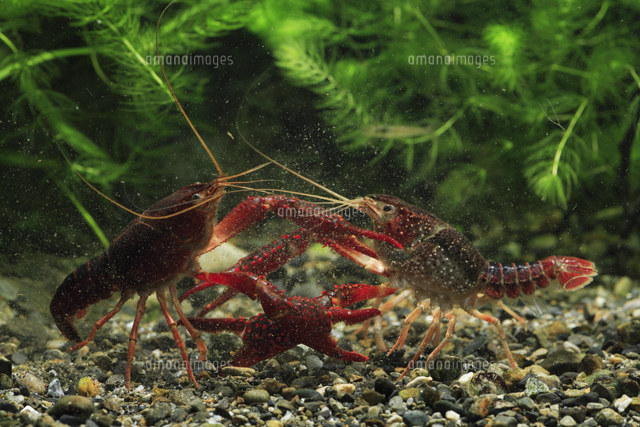 アメリカザリガニ オスどうしの喧嘩 の写真素材 イラスト素材 アマナイメージズ