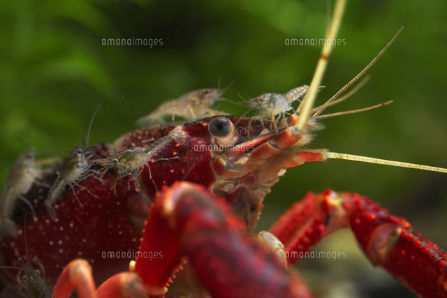 アメリカザリガニ 親子 の写真素材 イラスト素材 アマナイメージズ