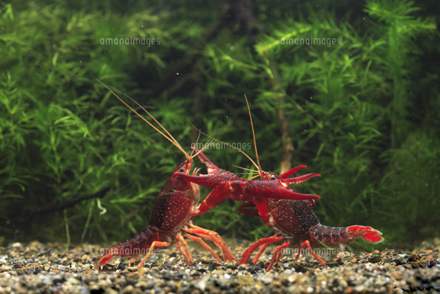 オス同士でケンカをするアメリカザリガニ の写真素材 イラスト素材 アマナイメージズ