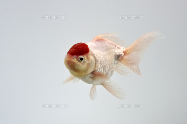 金魚 丹頂 の写真素材 イラスト素材 アマナイメージズ