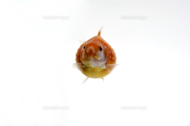 金魚 ピンポンパール の写真素材 イラスト素材 アマナイメージズ