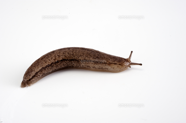 ナメクジ 卵 の写真素材 イラスト素材 アマナイメージズ