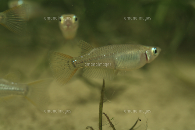 メダカ オスの特徴 の写真素材 イラスト素材 アマナイメージズ