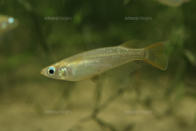 メダカ オス の写真素材 イラスト素材 アマナイメージズ