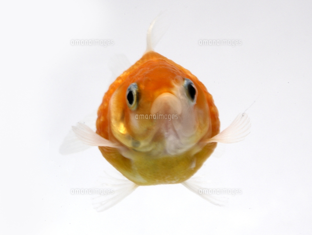 金魚 ピンポンパール の写真素材 イラスト素材 アマナイメージズ