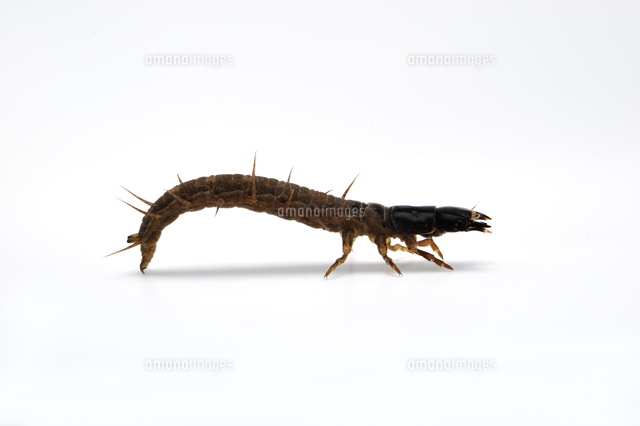 ヤマトクロスジヘビトンボの幼虫[32137001915]の写真・イラスト素材