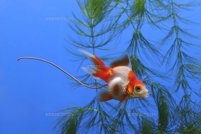 金魚（琉金） 糞[32137002068]の写真・イラスト素材｜アマナイメージズ