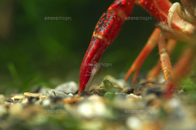 アメリカザリガニ 子供 の写真素材 イラスト素材 アマナイメージズ