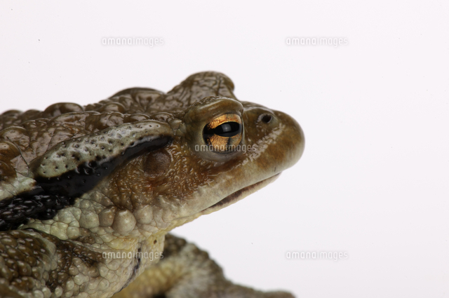 ニホンヒキガエル 白バック の写真素材 イラスト素材 アマナイメージズ