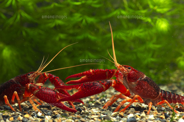 アメリカザリガニ オス の写真素材 イラスト素材 アマナイメージズ
