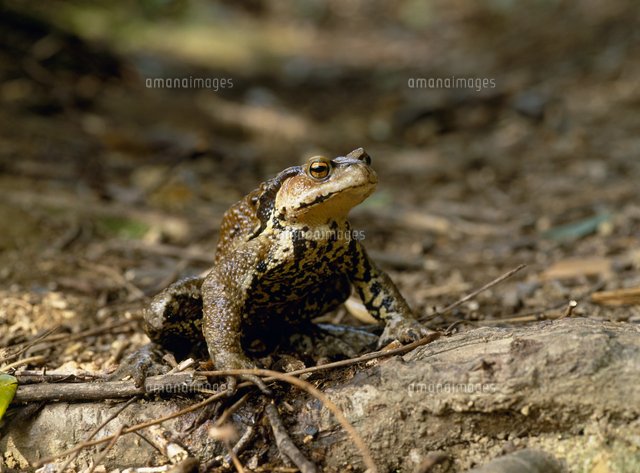 ニホンヒキガエル の写真素材 イラスト素材 アマナイメージズ