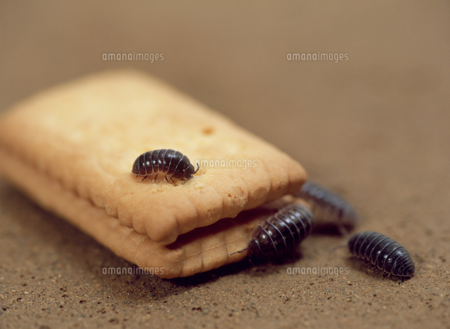 オカダンゴムシ ビスケットを食べる の写真素材 イラスト素材 アマナイメージズ