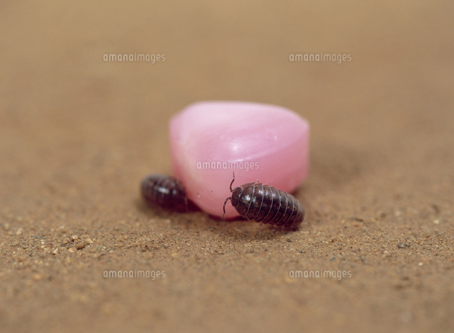 オカダンゴムシの糞[32137003666]の写真・イラスト素材｜アマナイメージズ