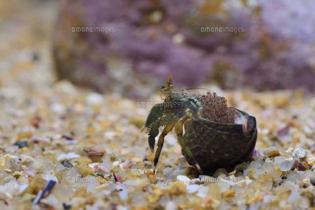 ホンヤドカリ の写真素材 イラスト素材 アマナイメージズ