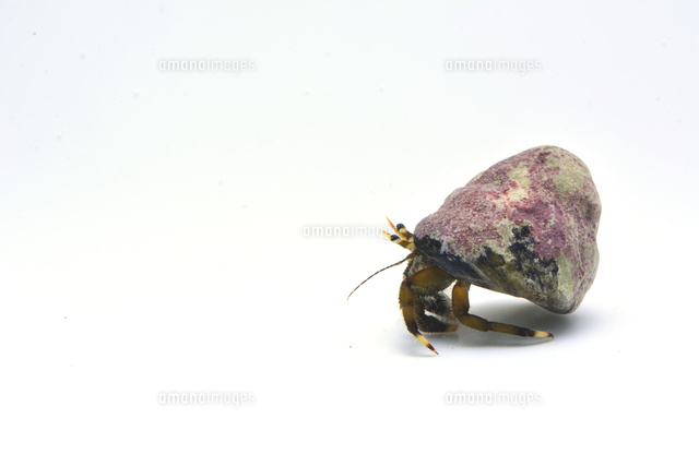 ホンヤドカリ の写真素材 イラスト素材 アマナイメージズ