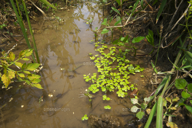 田んぼの水路とウキクサ の写真素材 イラスト素材 アマナイメージズ
